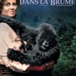 Affiche du film "Gorilles dans la brume"