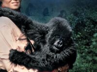 Affiche du film "Gorilles dans la brume"
